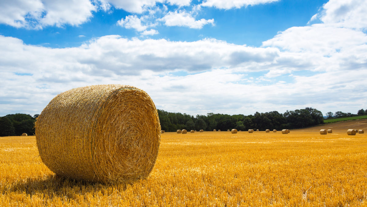 Round haybales on a patch of land on a sunny day